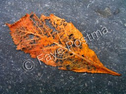 Leave with Expression